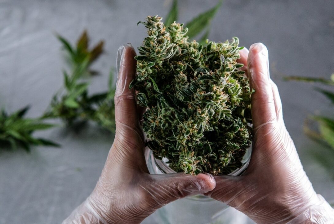 cannabis
