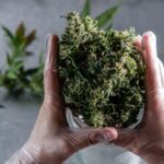 cannabis