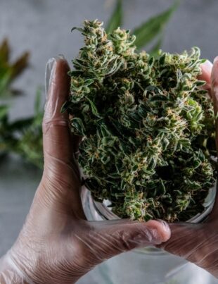 cannabis